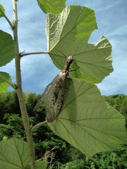 Neoneuromus orientalis