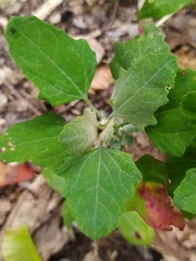 Chenopodium album