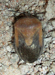 Coridius viduatus