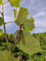 Neoneuromus orientalis