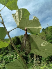 Neoneuromus orientalis