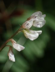 Vicia hirsuta
