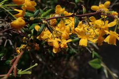 Berberis
