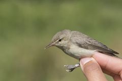 Eastern Olivaceous Warbler photo 2