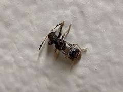 Pelonium leucophaeum