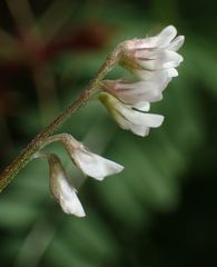 Vicia hirsuta