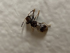 Pelonium leucophaeum