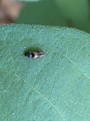 Horistonotus curiatus