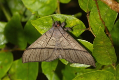 Ischyja hagenii