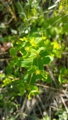Euphorbia jenisseiensis