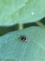 Horistonotus curiatus