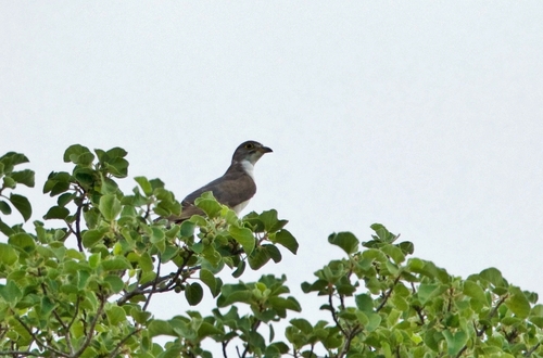 Pachycoccyx audeberti