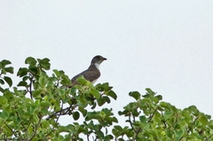 Pachycoccyx audeberti