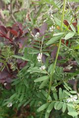 Vicia hirsuta