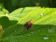 Celypha siderana