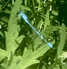 Enallagma cyathigerum