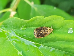 Celypha siderana
