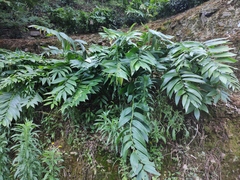 Polygonatum cyrtonema