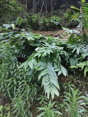 Polygonatum cyrtonema