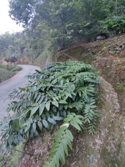 Polygonatum cyrtonema