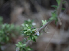 Lepidagathis cuspidata