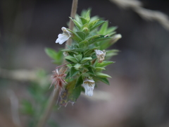 Lepidagathis cuspidata