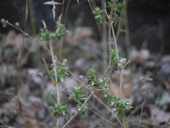 Lepidagathis cuspidata