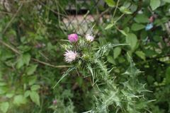 Carduus tenuiflorus