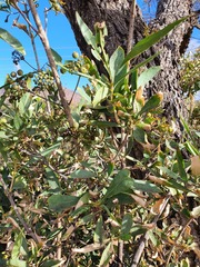 Pavetta glaucophylla