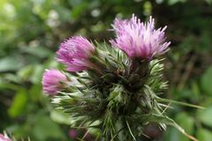 Carduus tenuiflorus