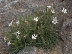 Silene sargentii