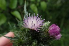 Carduus tenuiflorus