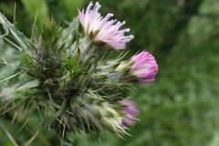 Carduus tenuiflorus