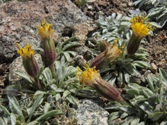 Raillardella argentea