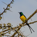 Nile Valley Sunbird - Photo (c) Miguel A. Casado, some rights reserved (CC BY-NC), uploaded by Miguel A. Casado