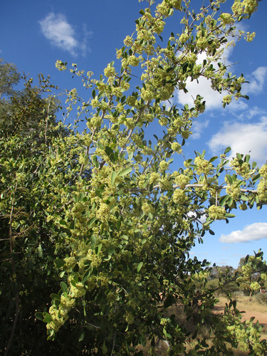 Gymnosporia senegalensis image