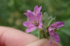 Erodium moschatum