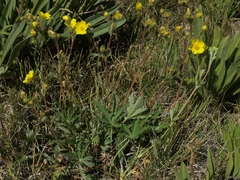 Potentilla gracilis fastigiata