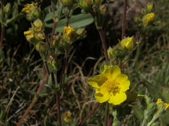 Potentilla gracilis fastigiata