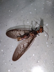 Neoneuromus orientalis