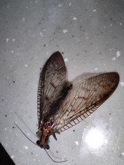 Neoneuromus orientalis