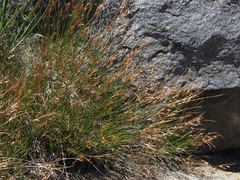 Juncus parryi