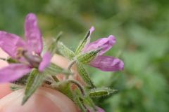 Erodium moschatum