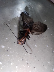 Neoneuromus orientalis