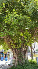 Ficus benghalensis