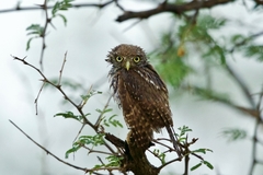 Glaucidium perlatum