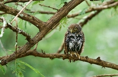 Glaucidium perlatum