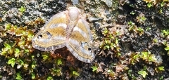 Ricania simulans