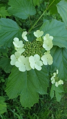 Viburnum opulus