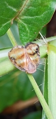 Ricania simulans